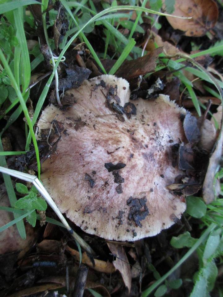 Inocybe adaequata image
