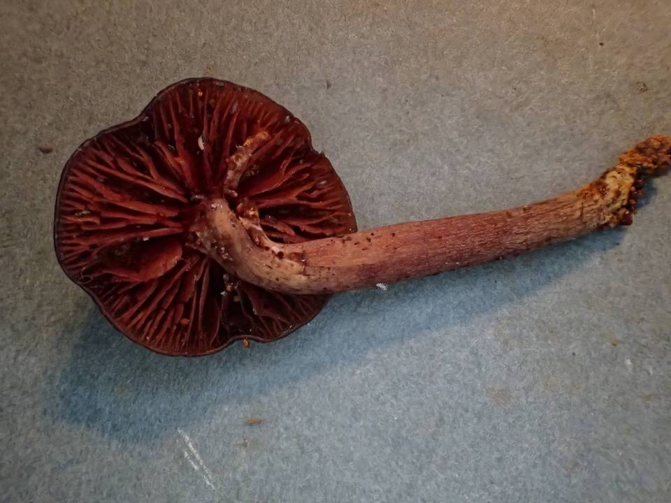 Cortinarius ceskarum image