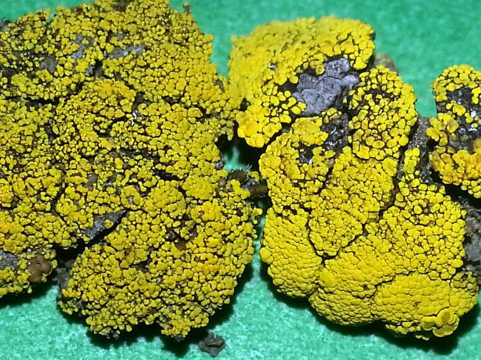 Candelariella citrina image