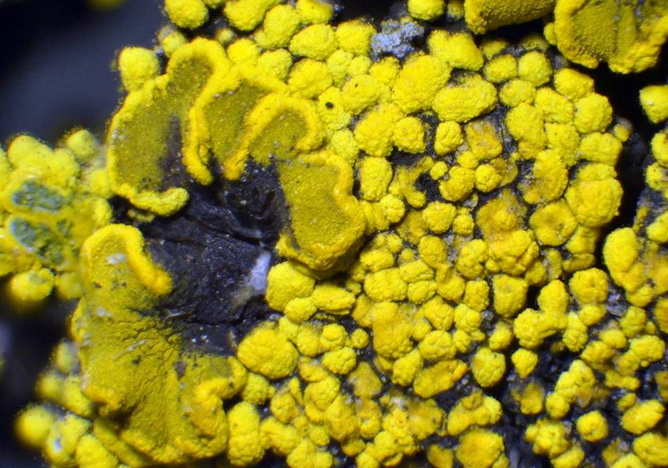 Candelariella citrina image