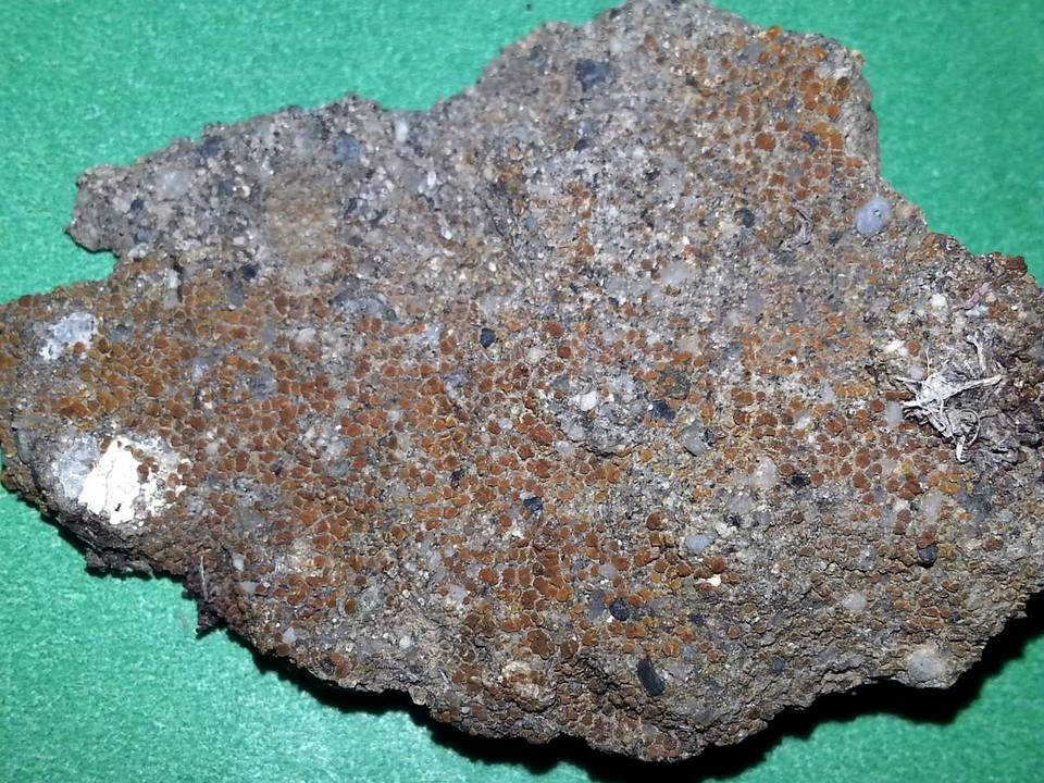 Caloplaca crenulatella image
