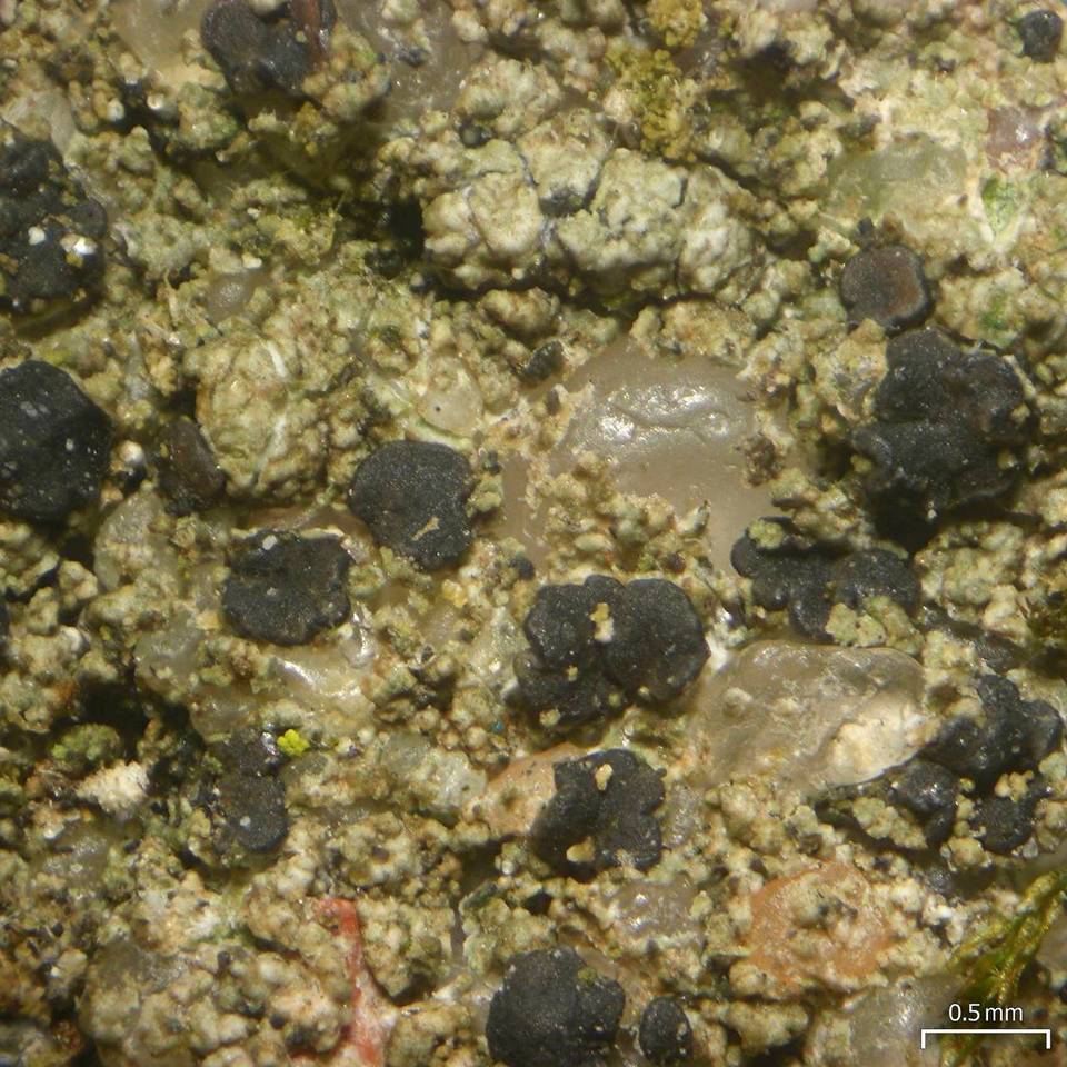 Micarea peliocarpa image