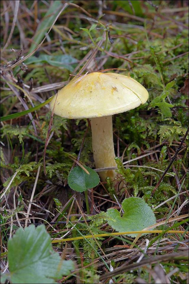 Hygrophorus lucorum image