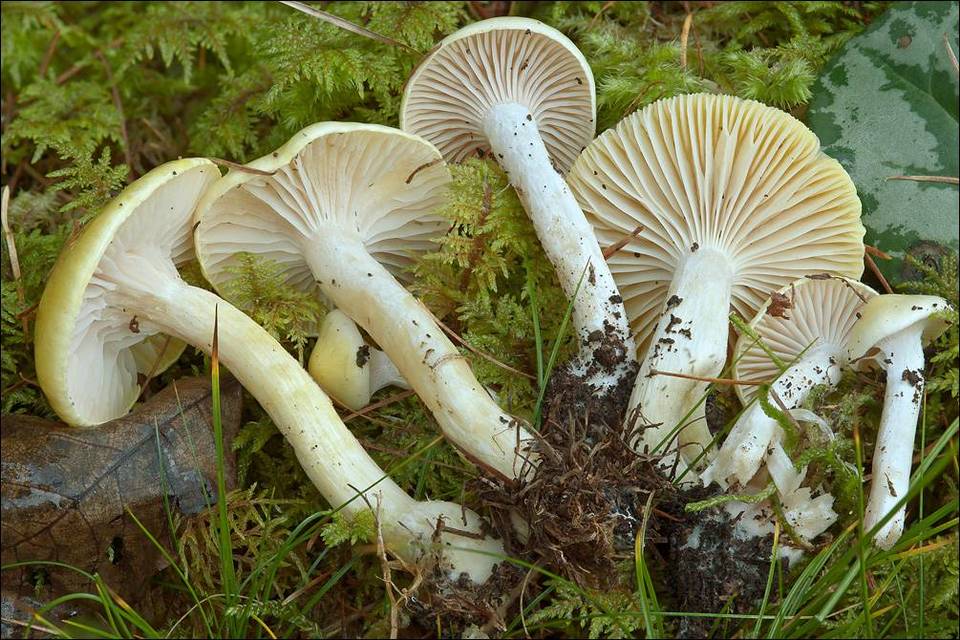 Hygrophorus lucorum image