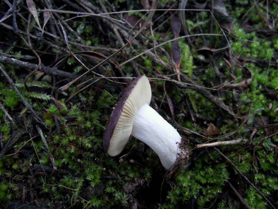 Russula cistoadelpha image
