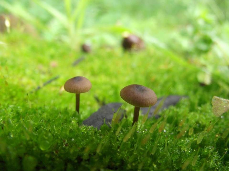 Tephrocybe atrata image