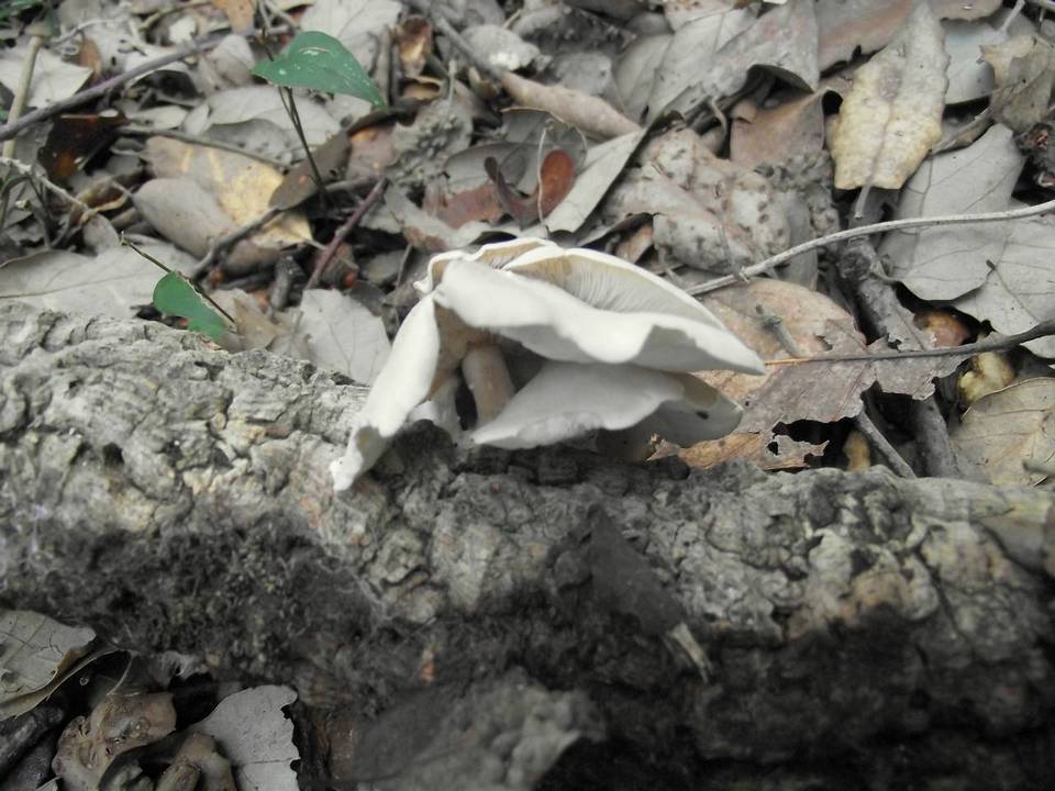 Ossicaulis lachnopus image