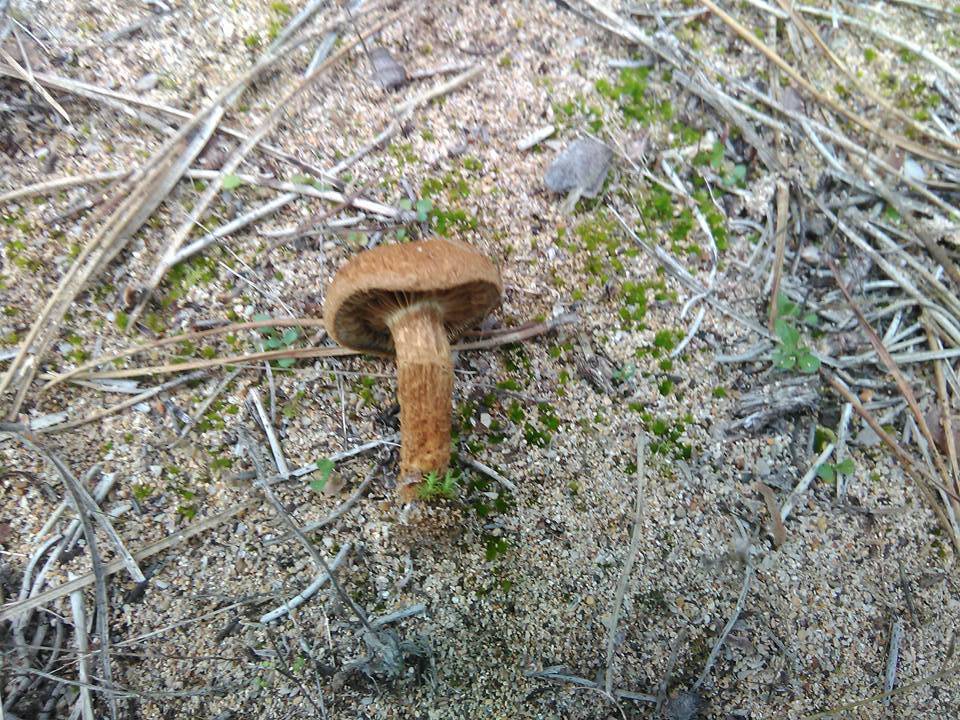 Inocybe heimii image