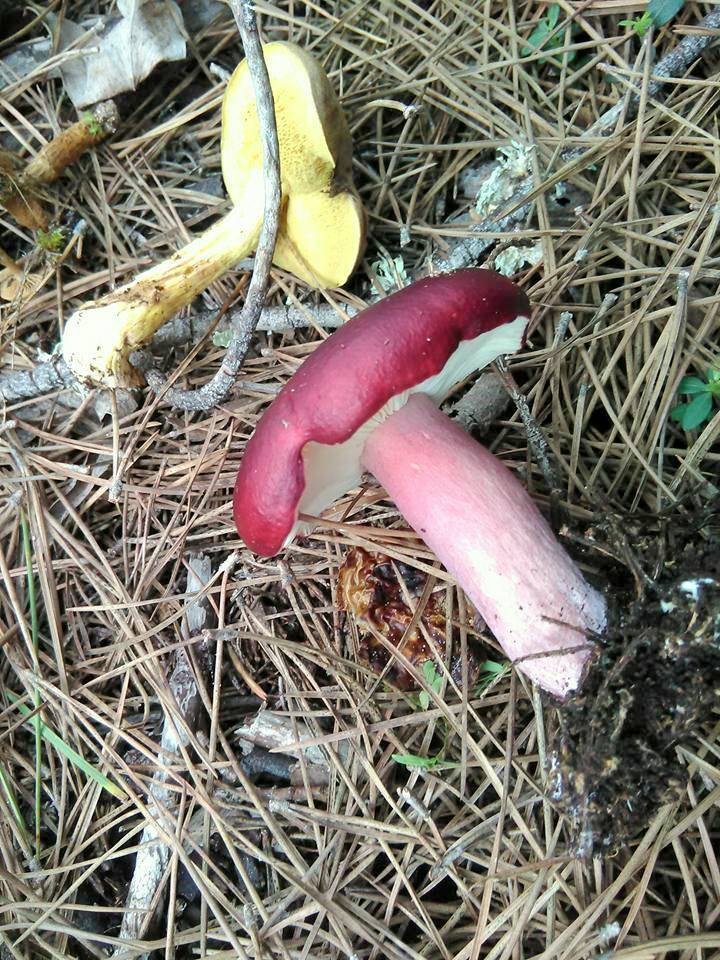 Russula torulosa image