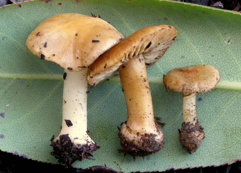 Inocybe mixtilis image