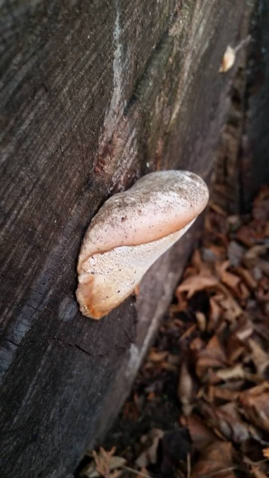 Sarcodontia delectans image