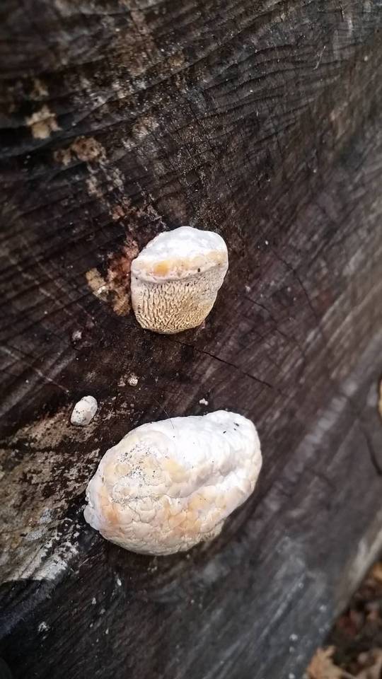 Sarcodontia delectans image