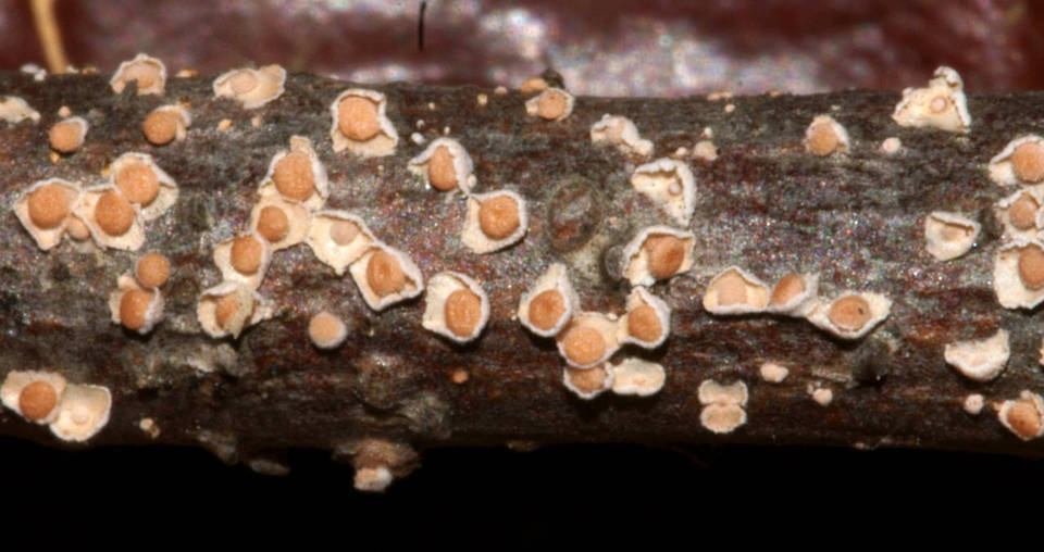 Corticium minnsiae image