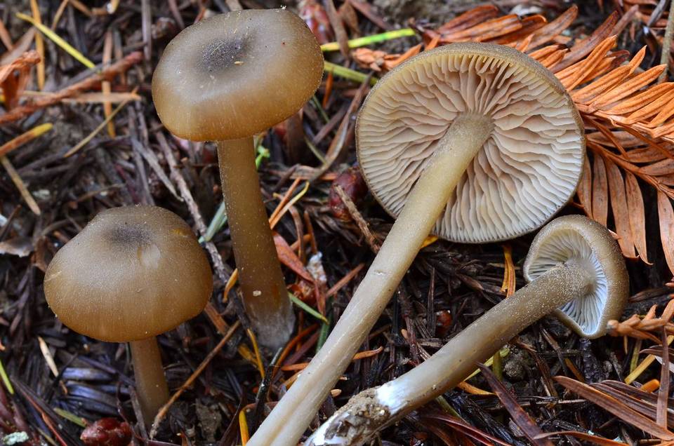 Entoloma rigidipus image