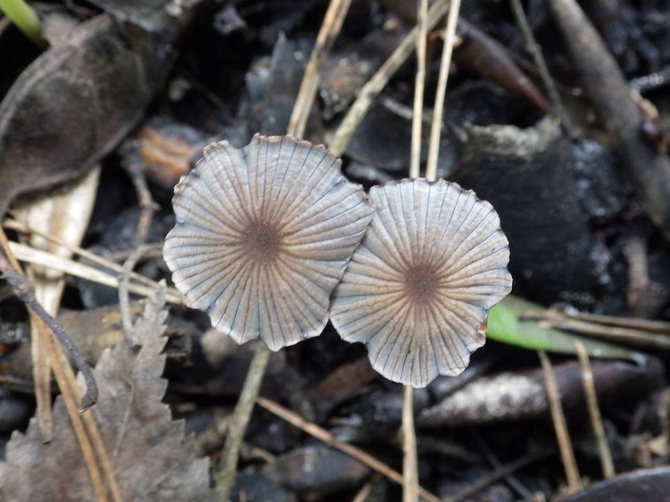 Coprinellus marculentus image