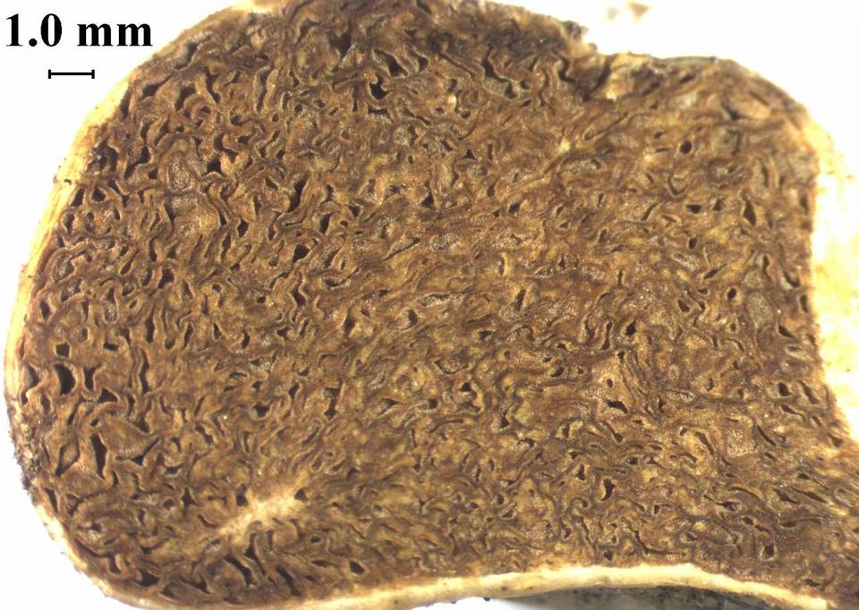 Xerocomellus mcmurphyi image