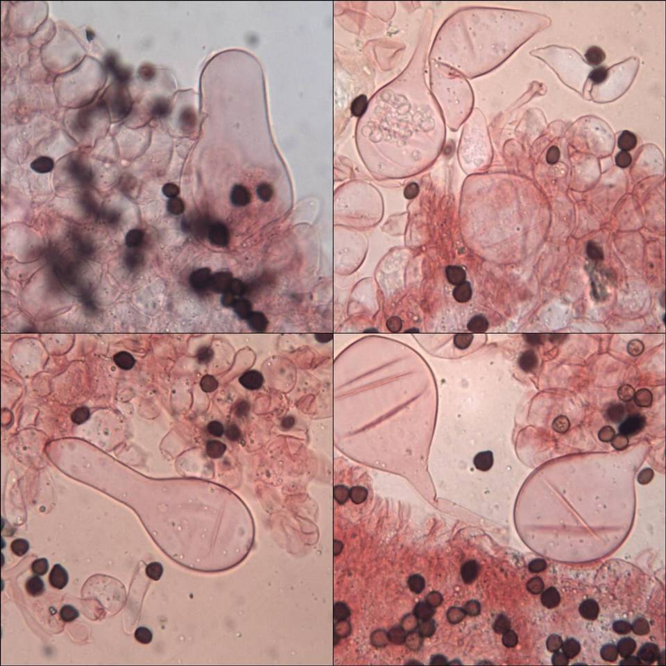 Coprinus cardiasporus image