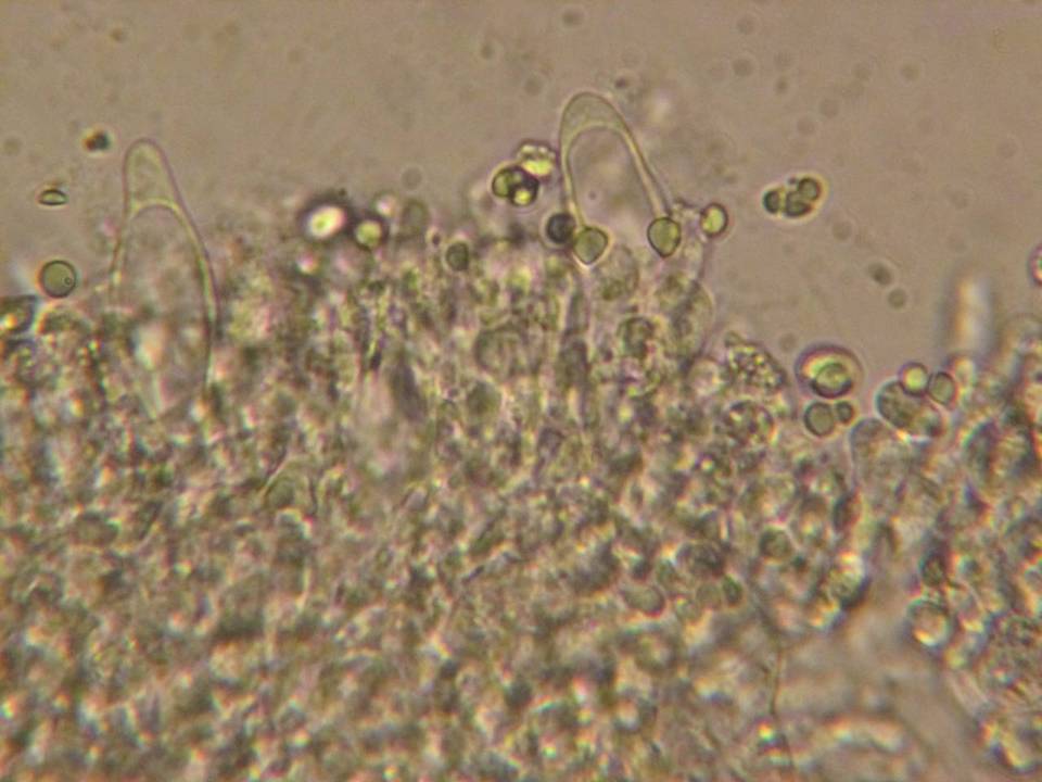 Mycena roseipallens image
