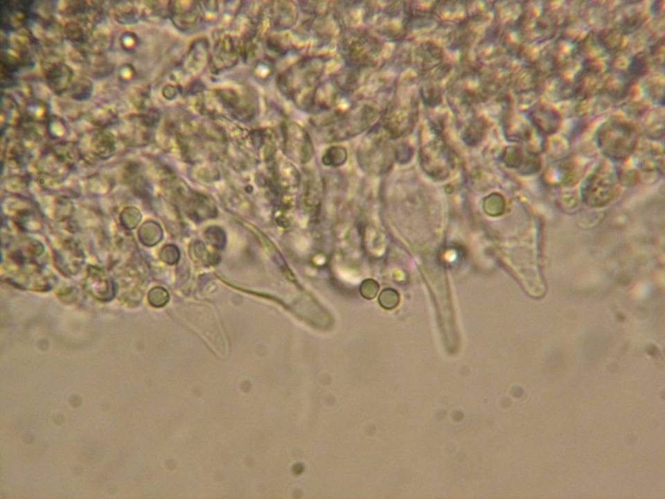 Mycena roseipallens image