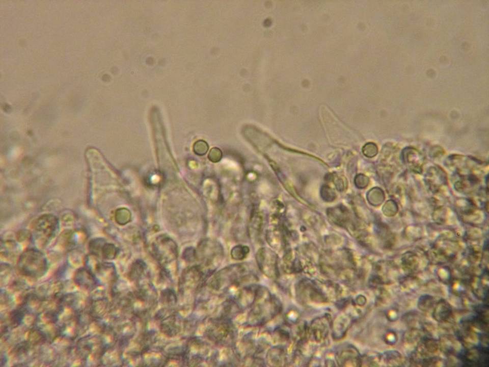 Mycena roseipallens image