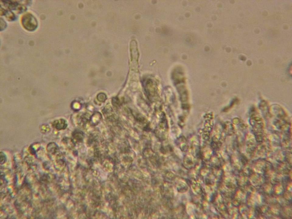 Mycena roseipallens image