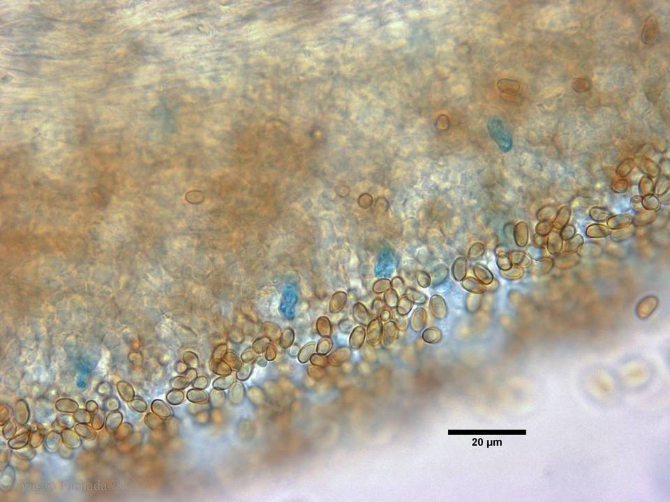 Pholiota gummosa image
