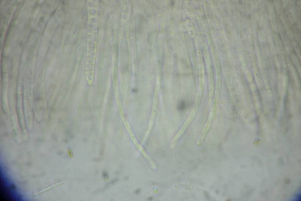 Hymenoscyphus immutabilis image