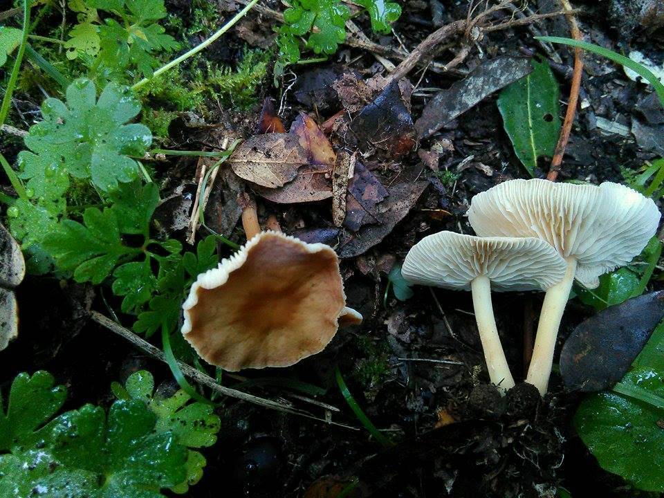 Gymnopus oreadoides image