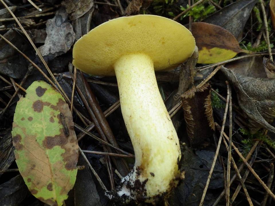 Suillus mediterraneensis image