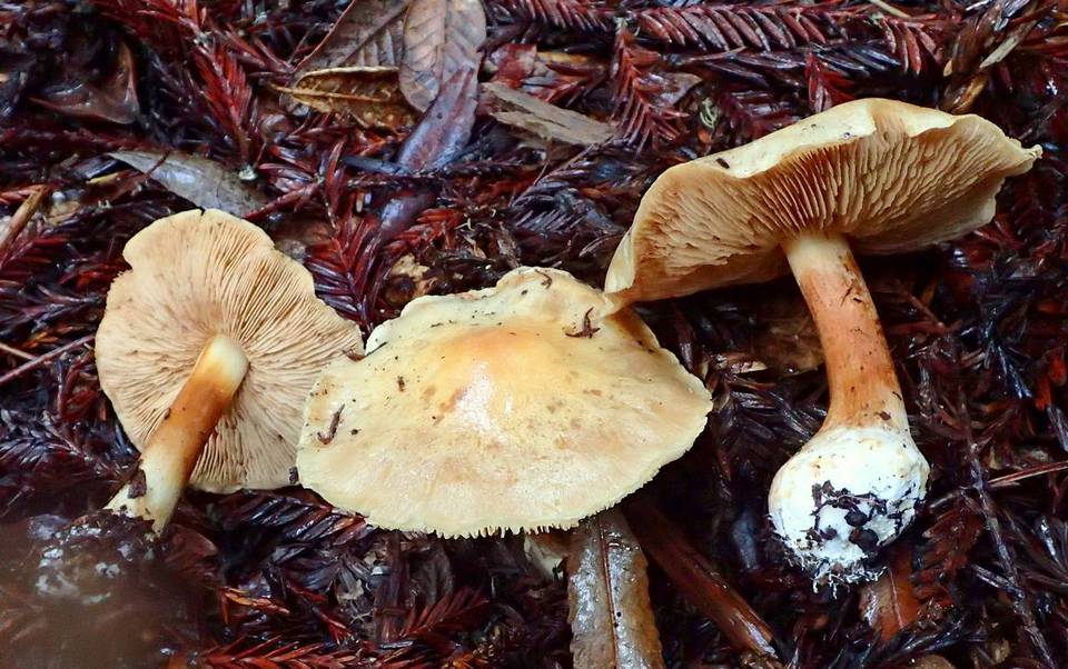Cortinarius talus image