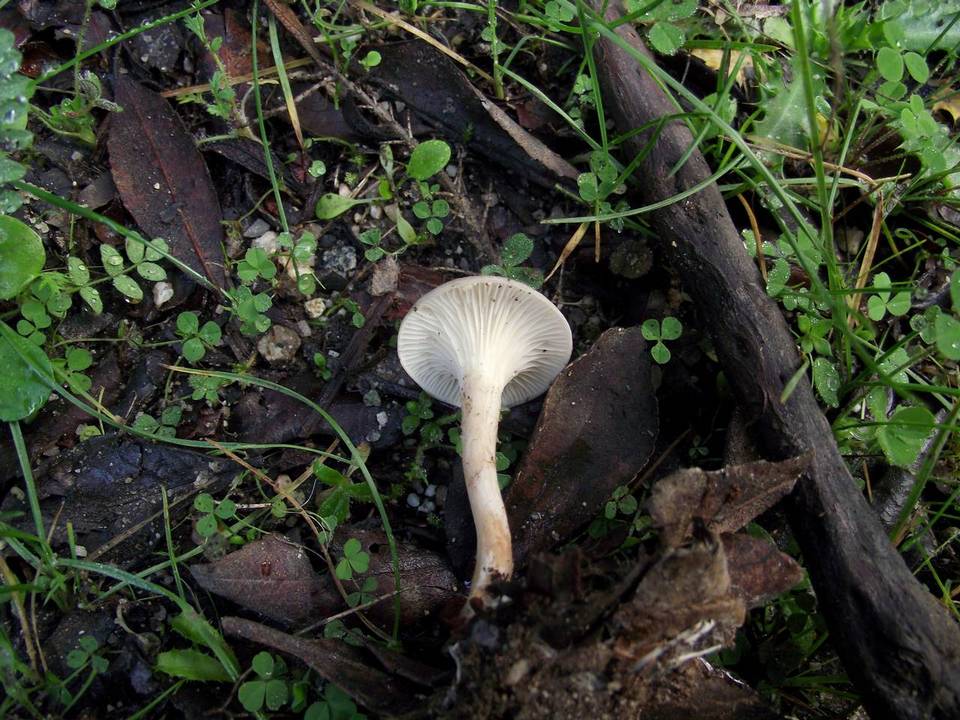 Clitocybe phaeophthalma image