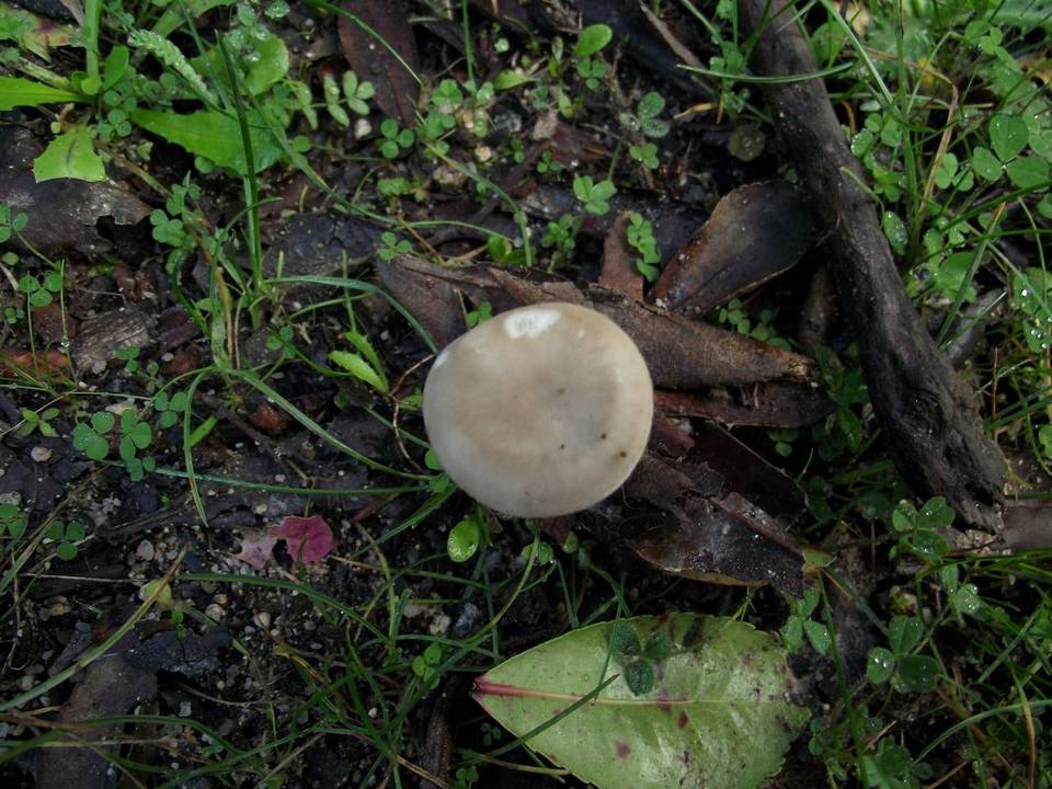 Clitocybe phaeophthalma image