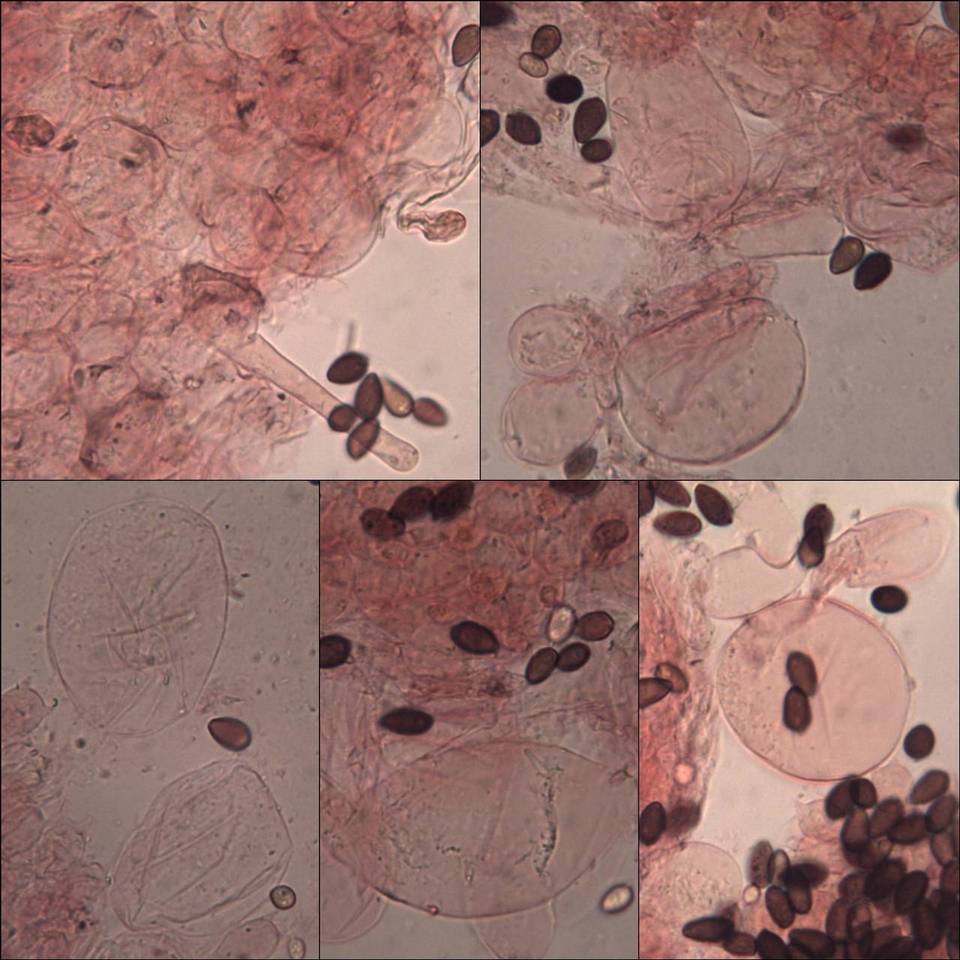 Coprinellus marculentus image
