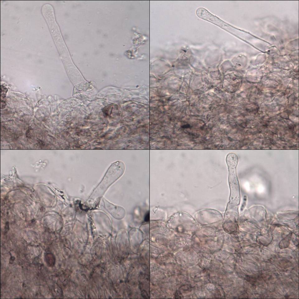 Coprinellus marculentus image