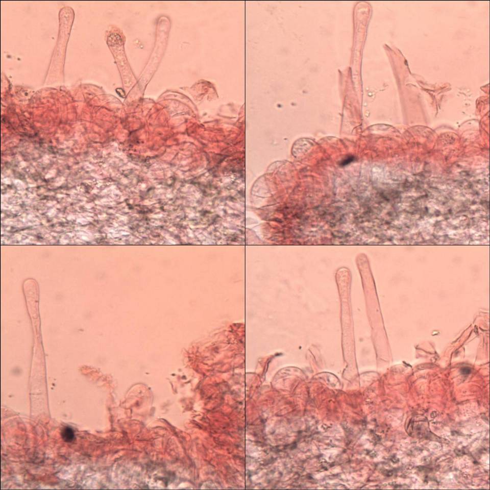 Coprinellus marculentus image