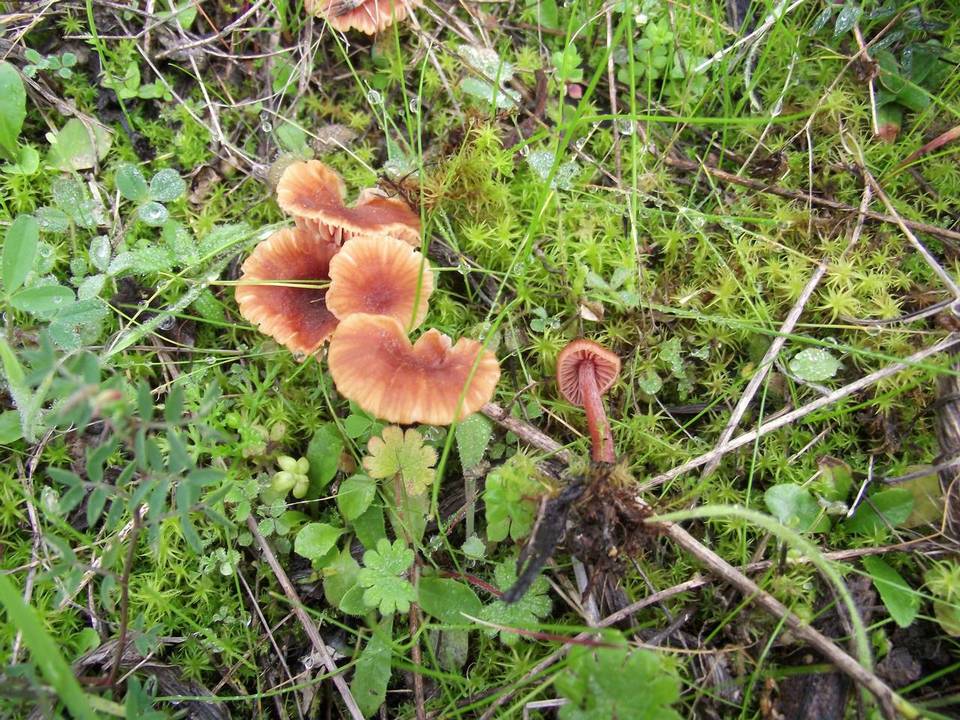 Laccaria lateritia image