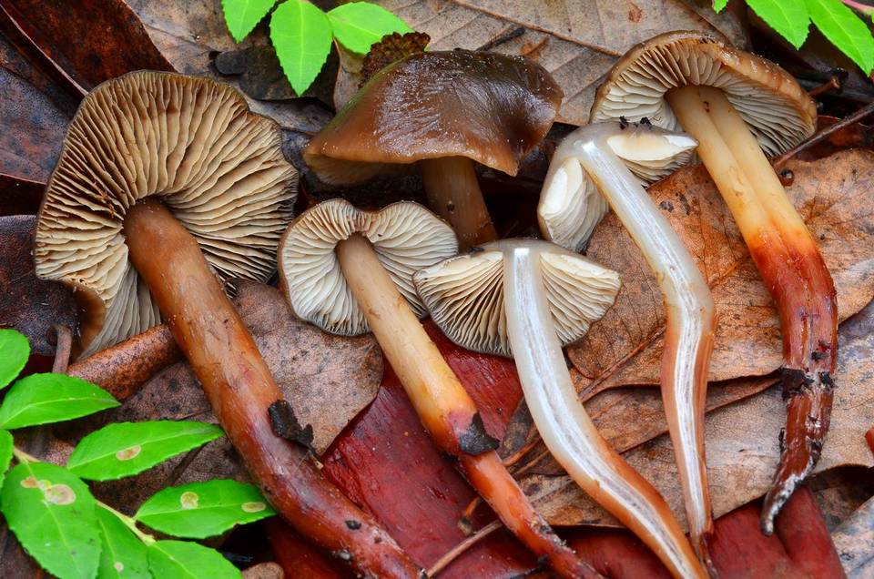 Phaeocollybia scatesiae image