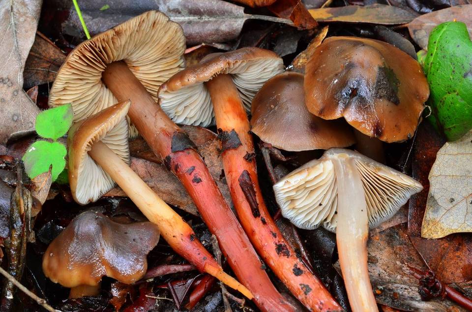 Phaeocollybia scatesiae image