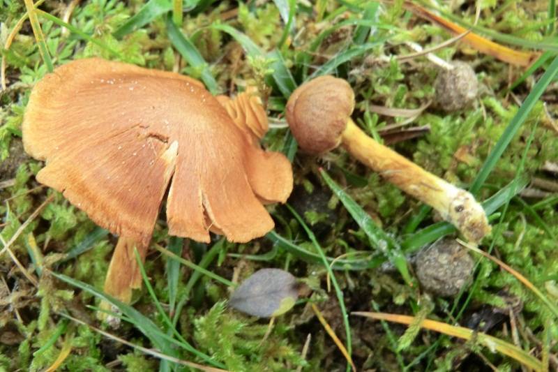 Cortinarius pratensis image
