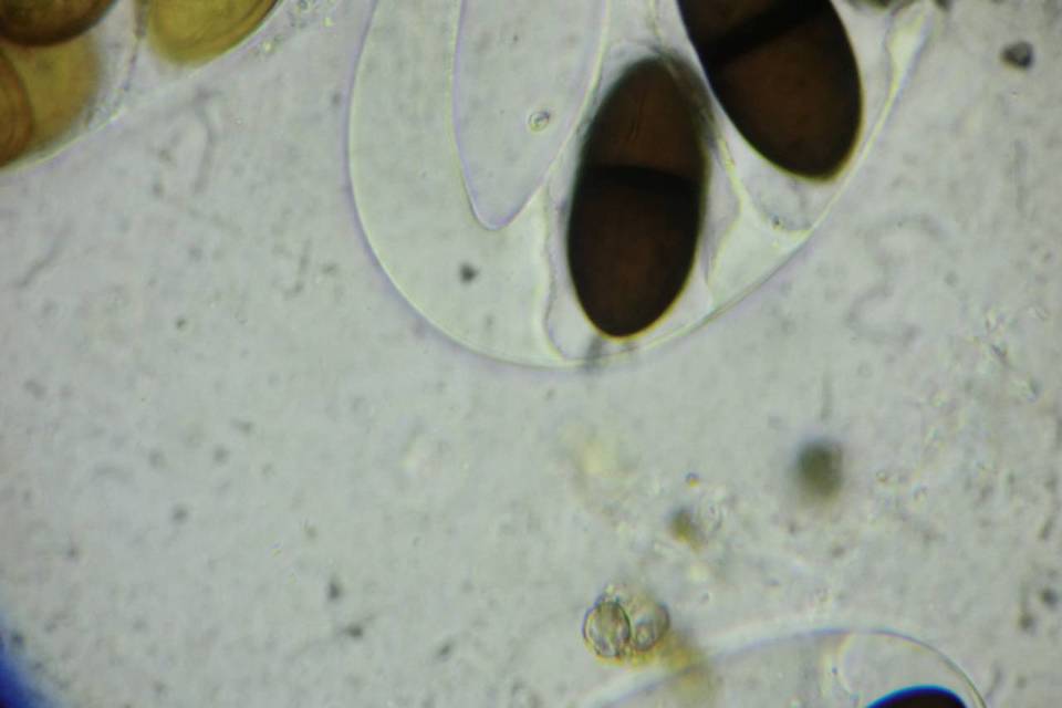Delitschia patagonica image