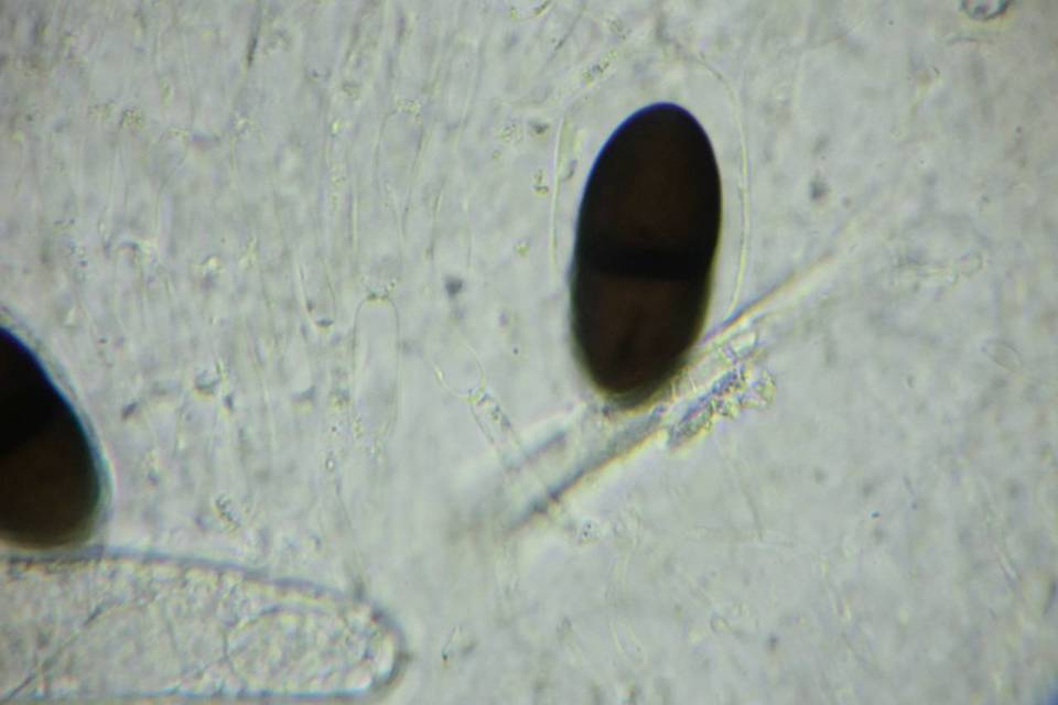 Delitschia image