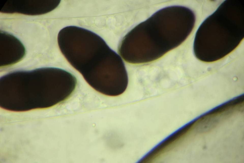 Delitschia winteri image