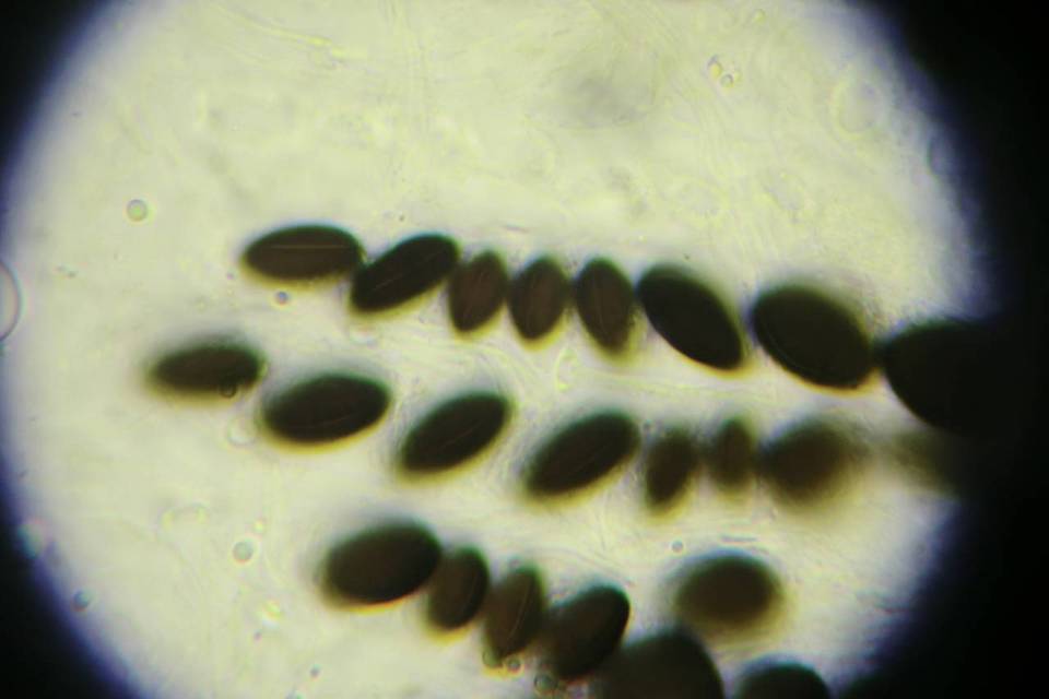 Hypocopra brefeldii image