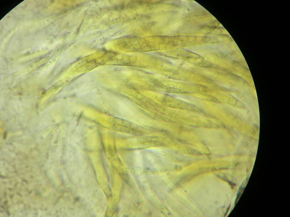 Lophiostomataceae image