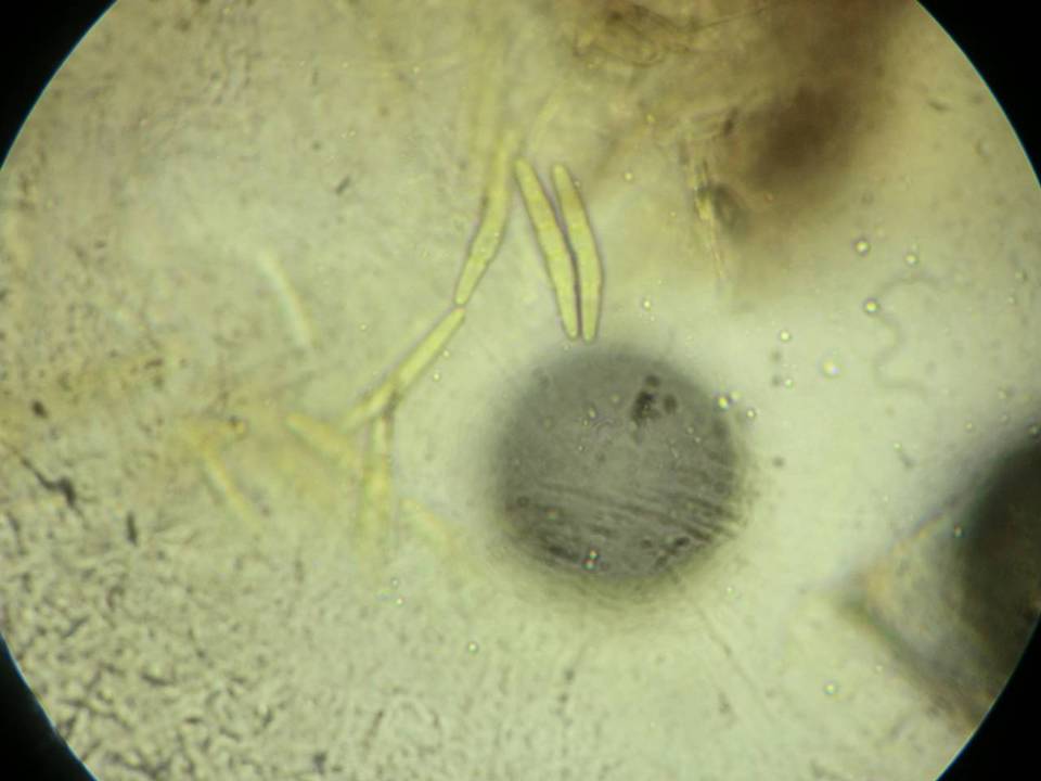 Entodesmium niesslianum image