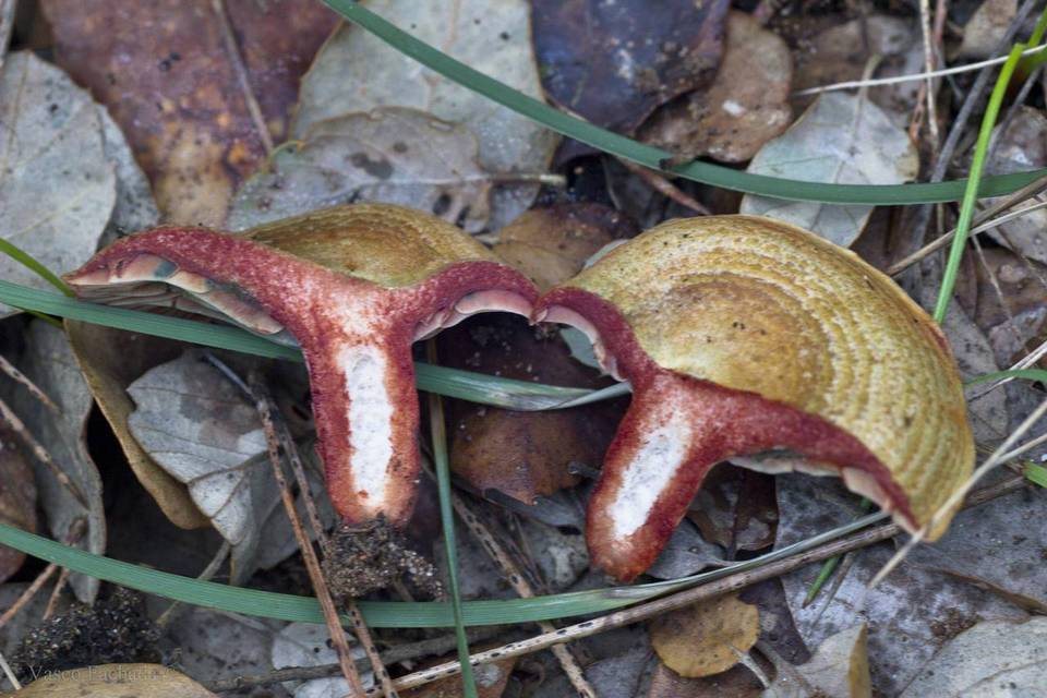 Lactarius vinosus image