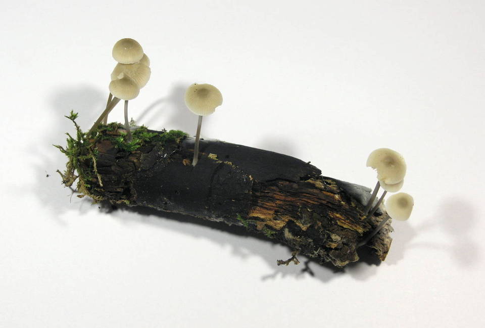 Mycena vitilis image