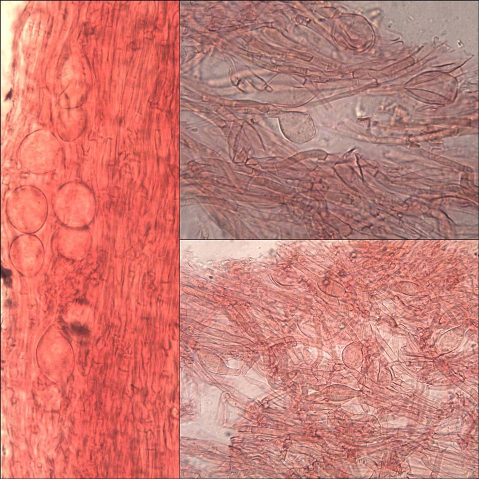 Clitocybe phaeophthalma image