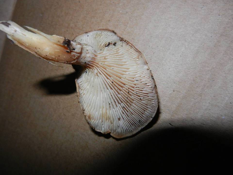 Neolentinus adhaerens image