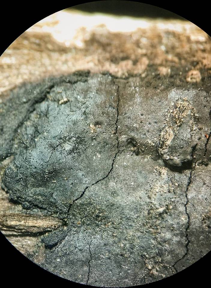 Biscogniauxia bartholomaei image